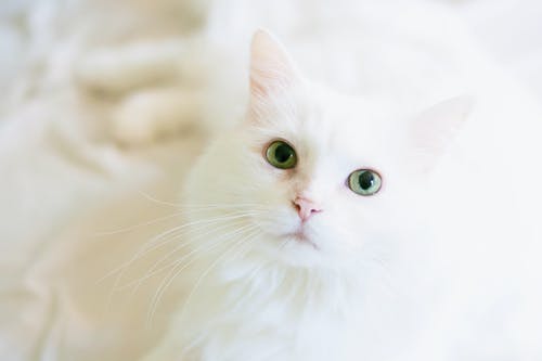 Ocular Discussion: Common Eye Problems of In-Home Pets