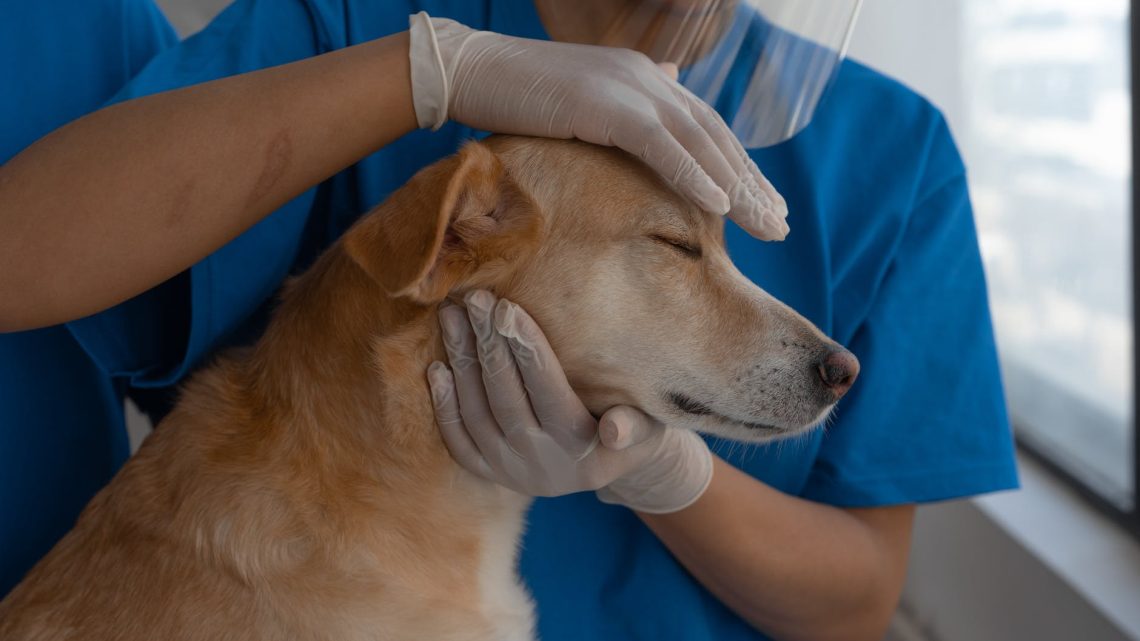Keeping Your Pet Healthy: The Importance of Veterinary Wellness Exams