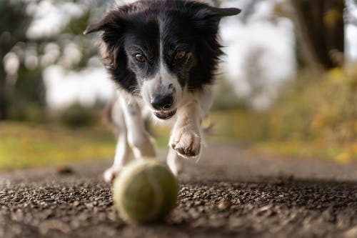 Early Dental Care: A Smart Investment in Your Pet’s Health